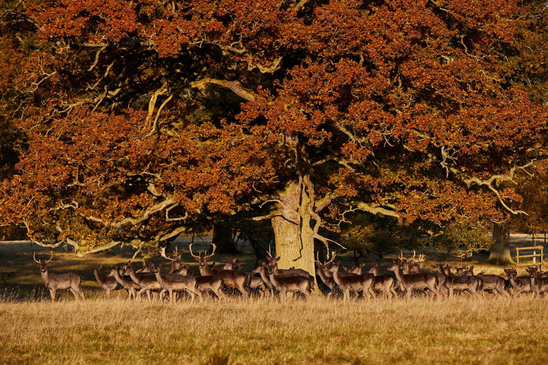 Falcon Hotel Towcester Eksteriør bilde